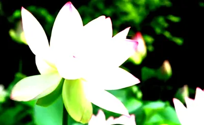 Lotus