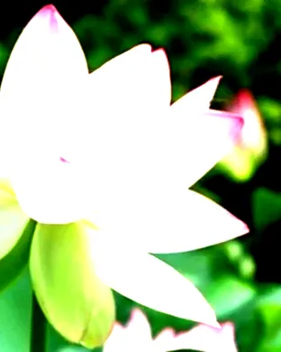 Lotus Houston