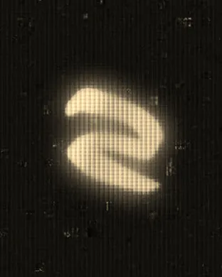 The Slackers Houston