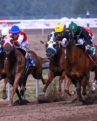 Thoroughbred Racing Houston